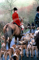 The Hunt